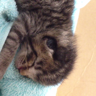 【緊急】この子の里親になって下さい。