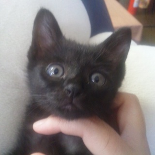 黒子猫の飼い主さん募集します。