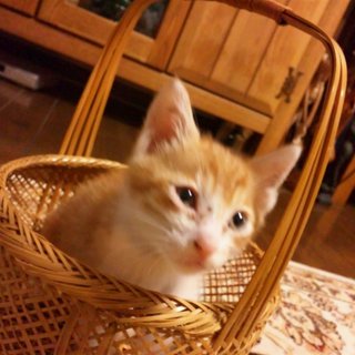 生後1か月半の人懐こい子猫ちゃんです