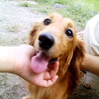 Mダックス／オス／辛い経験をした子です