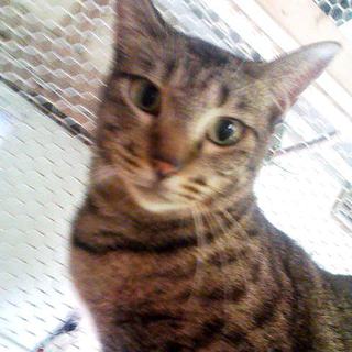 お喋りでかわいい甘えたな女の子！２歳くらい