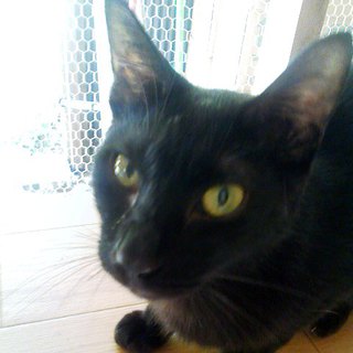 スマートで切れ長な目／性格抜群／甘えたな男の子