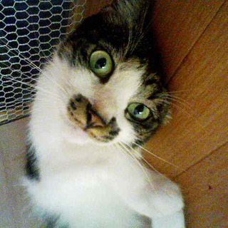 オス／２歳／スマートで人が大好きな甘えたさん！