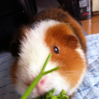 テディモルモット里親さま募集