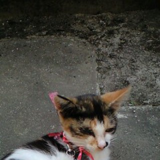 生後2カ月の迷い三毛猫