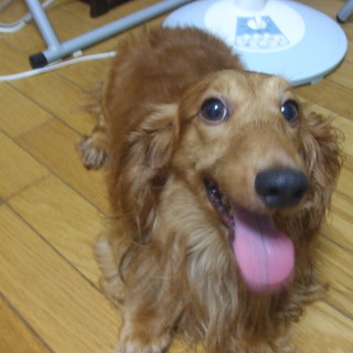 可愛がってくれる方募集