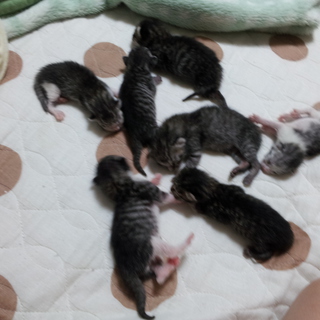 子猫貰ってください