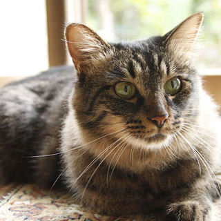 猫の里親募集です