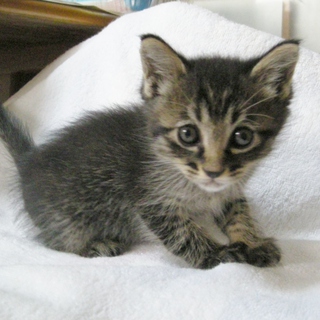 でら！粋（いき）！