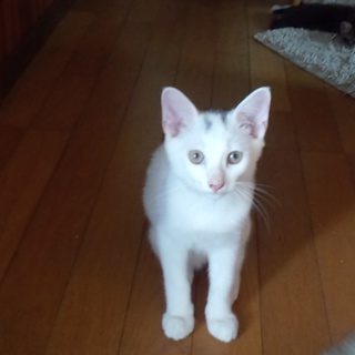 生後4ヶ月程の猫の里親さんを募集します