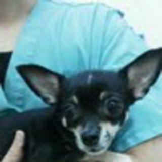 可愛いチワワの飼い主さん募集