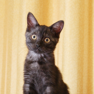 お茶目なランラン