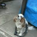 シニア犬キャバリアを家族として迎えて下さる方募集中