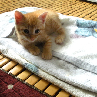 子猫2匹の里親募集です。