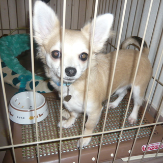 チワワ（♂）の里親募集