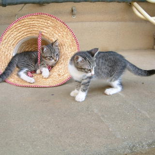 幼猫　メス1匹、オス１匹