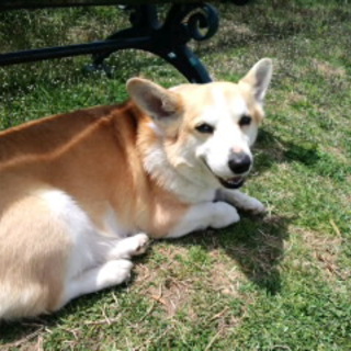 ちょっぴり太めなやさしいコーギーです。