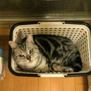 急ぎで里親探してます。