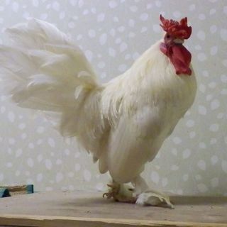 小型のニワトリです