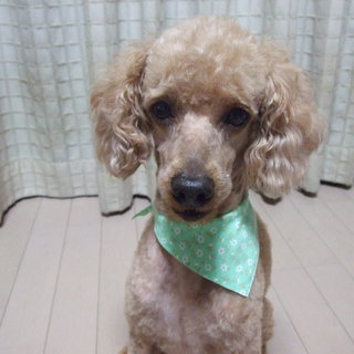 トイ・プードル（オス）里親募集