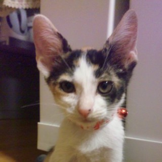 ２ヶ月三毛猫♀の家族になってください！！