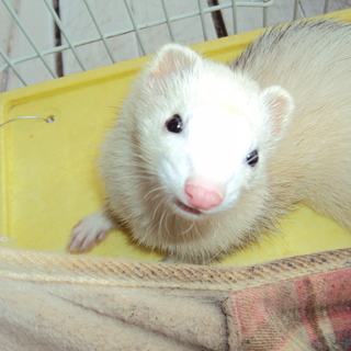 フェレット　里親募集