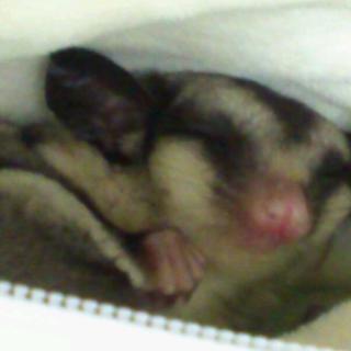 フクロモモンガの里親募集