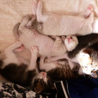 小にゃん子chanの里親様大募集ぅ～