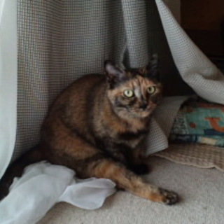 ☆函館よりきりこさんのお家大募集☆