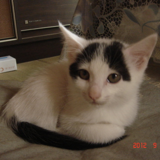 子猫の里親さん募集します