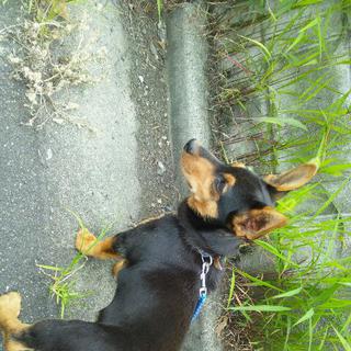 コーギーとミニチュアピンシャーのmix、9ヶ月の良い子です