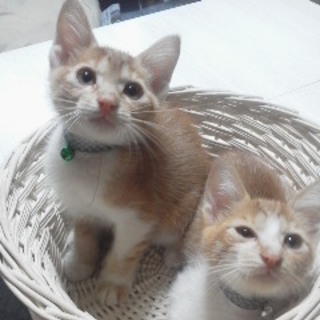 新しいお家がきまりました