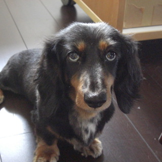 ありがとうございます。とても楽しい家族の元へ行くことになりました。