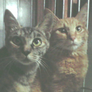 猫ちゃん　里親募集