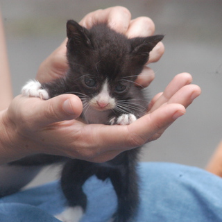 可愛い子猫の里親募集