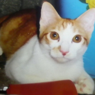 わがまま男の子の里親募集