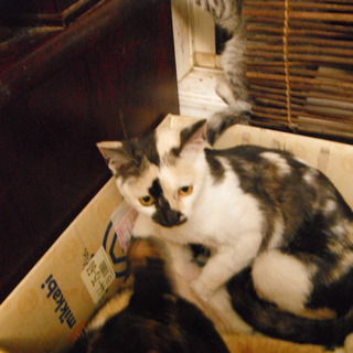 里親になってください