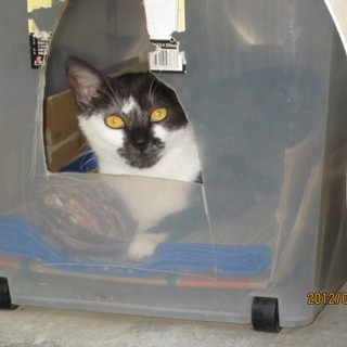 家族になってください