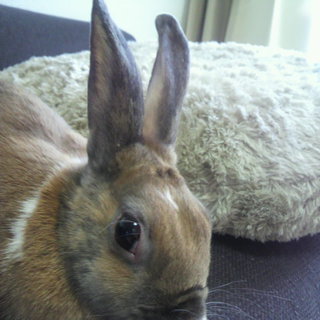 ミニウサギ里親募集