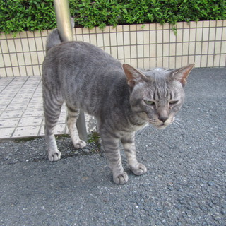 どうかお願いします！
