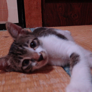 子猫のご主人様を募集しています！！