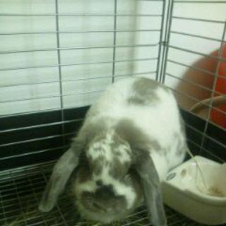 ホーランドロップ里親様　急募