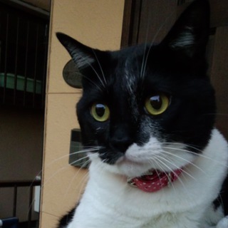 （至急）あんず君の家族を探しております。