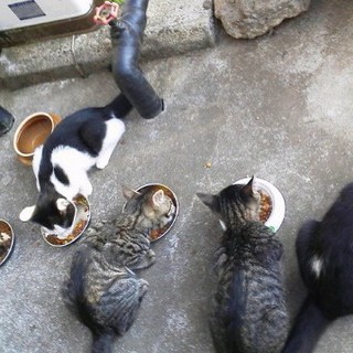 仔猫ちゃんの家族になってください