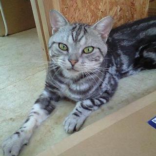 ペットホテル置き去り里親募集→飼い主が不誠実な対応を続けるため募集終了いたします