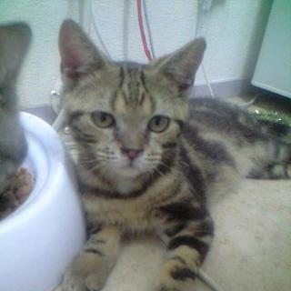 ペットホテル置き去り里親募集