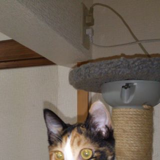 軒下で保護しました