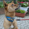 放棄母犬柴MIXみさえちゃん サムネイル3