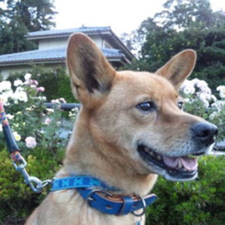 放棄母犬柴MIXみさえちゃん