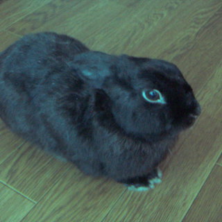 ネザーランドドワーフ里親様募集